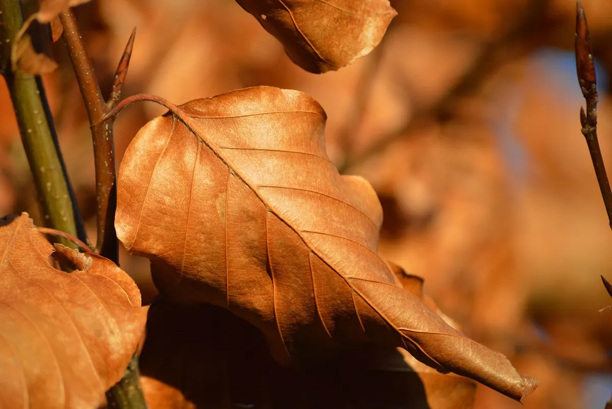 50 Autumn Writing Prompts for Cosy Fiction